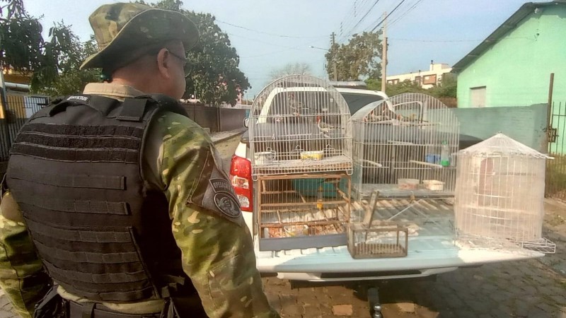Pássaros silvestres nativos em cativeiro