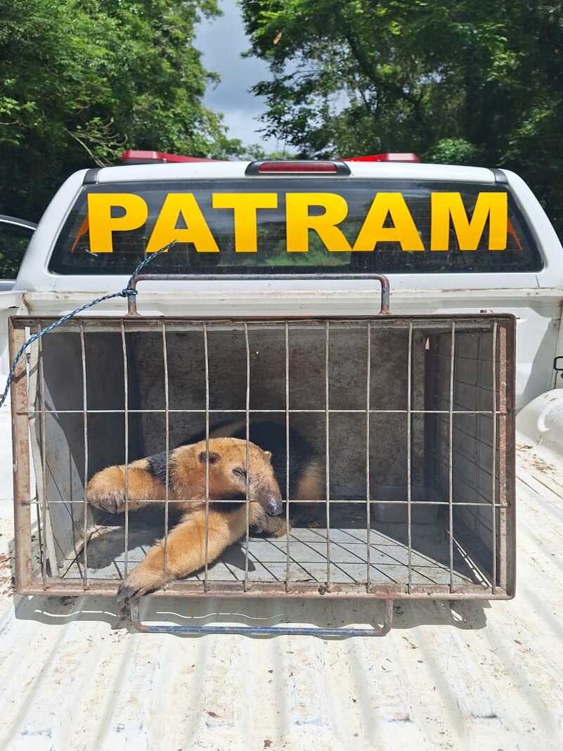 Soltura de tamanduá mirim