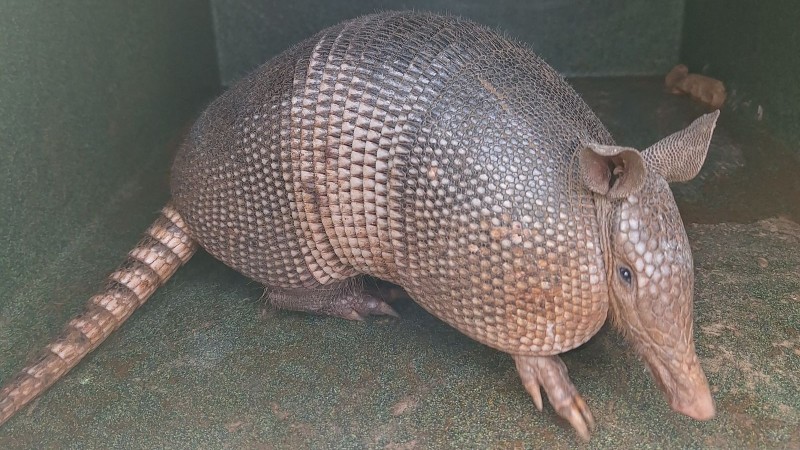 Resgate de um Tatu galinha em Maximiliano de Almeida