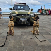OPERAÇÃO COM CAES NO LITORAL 