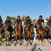 CAVALARIA