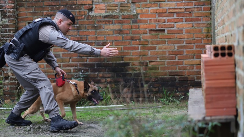 Treinamento com cães