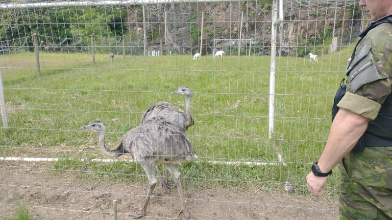 Animais Silvestres em cativeiro