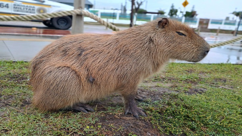 Salvamento de um animal silvestre da esp&eacute;cie capivara (1)