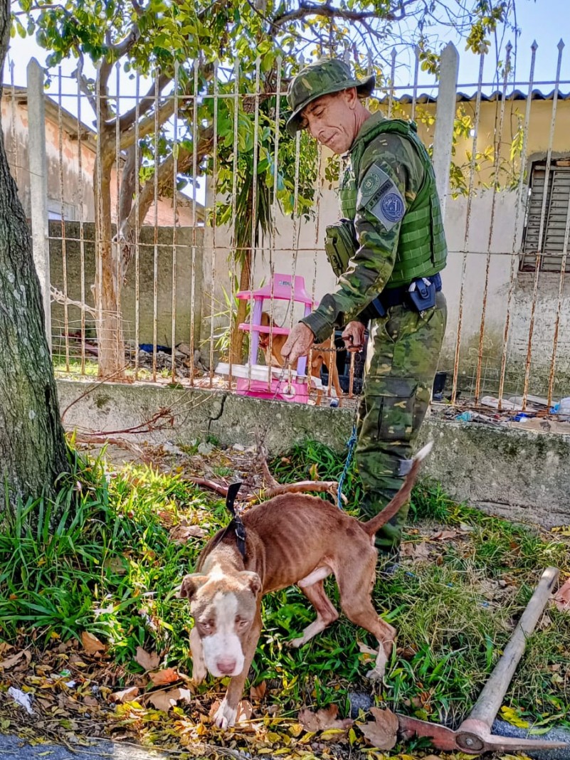 Flagrante de cães da raça Pitbull em situação extrema de maus tratos