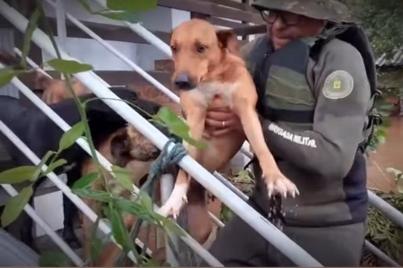 Imagem mostra o resgate de cães por um policial da Brigada Militar de barco em uma região alagada