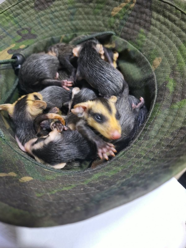Filhotes de Saruê resgatados 