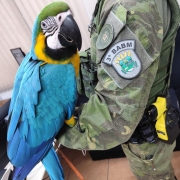 Arara-canind&eacute; resgata na opera&ccedil;&atilde;o